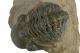 Reedops Trilobite - Atchana, Morocco #310642-2